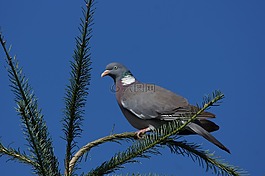鴿子,藍(lán)色,天空