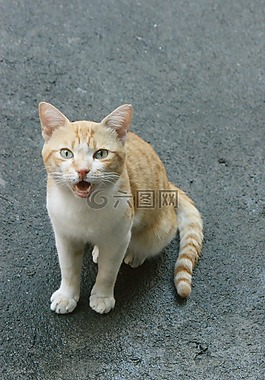 貓,貓的,憤怒