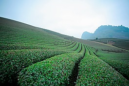 莫克洲茶doi,moc洲山,moc洲，山蘿
