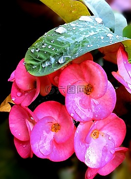 花,粉紅色的花,花一milii