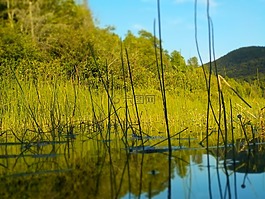 湖,森林,性質