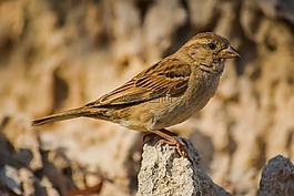 麻雀,自然,鳥