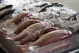 魚,市,新鮮