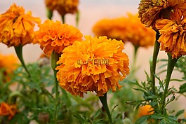 萬壽菊,花,黃