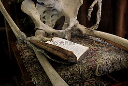 書,閱讀,骨架