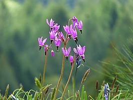 春,花,射擊之星