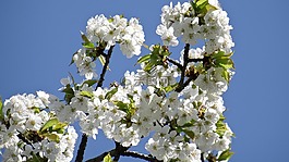 鮮花,春天,關(guān)閉