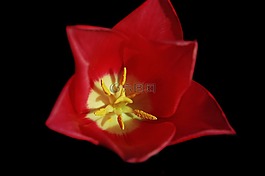 花,性質(zhì),紅色