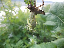 蜻蜓,夏季,昆蟲