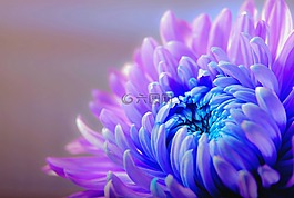 菊花,開花,花