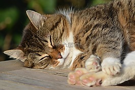 貓咪,貓,動物