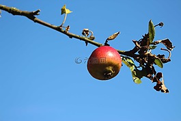 蘋果,科,天空