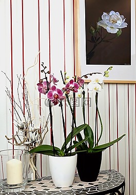 蘭花,蝴蝶蘭,花