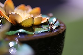 昆蟲,源,摘要
