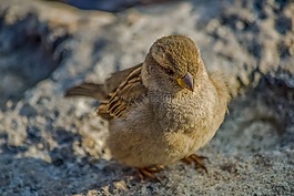 麻雀,自然,鳥