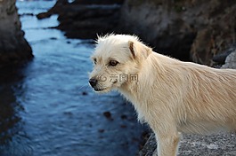 狗,流浪狗