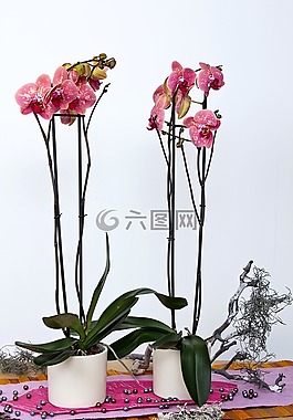 蘭花,蝴蝶蘭,花