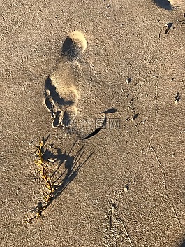 漂流物,海灘,占地面積