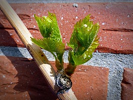廠,酒,發(fā)動(dòng)機(jī)