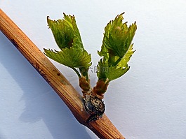 廠,酒,發(fā)動(dòng)機(jī)