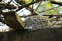鳥巢,藍(lán)雀,苔