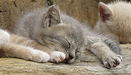 動物,貓,國內