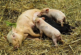 動物,豬,家豬