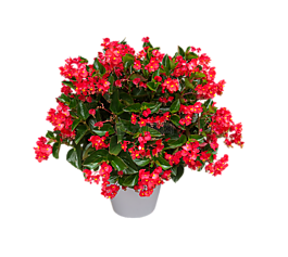 性質(zhì),花,開花