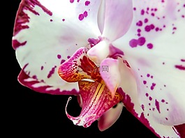 蘭花,蝴蝶蘭,花