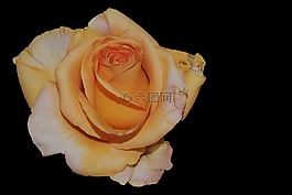 玫瑰,開花,玫瑰花園