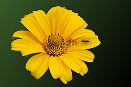 太陽花,昆蟲,開花
