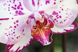 蘭花,蝴蝶蘭,花