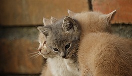 動物,貓,國內
