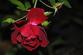 玫瑰,開花,玫瑰花園