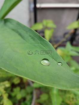 葉,植物,性質(zhì)