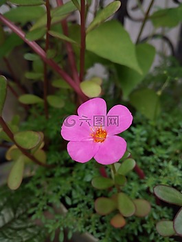 花,植物,性質(zhì)