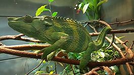 變色龍,綠色,動物園