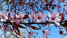 櫻桃,開花,櫻花