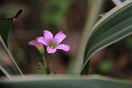 廣州,鮮花,沙面