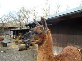 喇嘛,動(dòng)物,動(dòng)物園