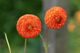 鮮花,性質(zhì),關(guān)于