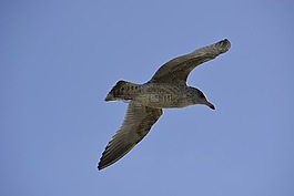 鳥(niǎo),飛行,天空