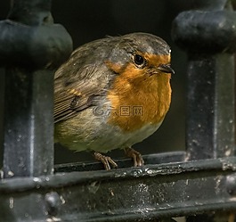 鳥,羅賓,動物世界
