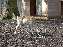 野生,休耕鹿,偽裝