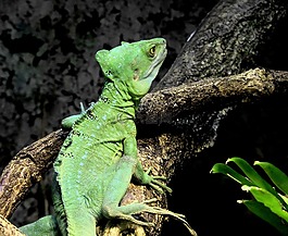 變色龍,綠色,爬行動物