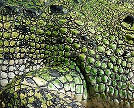 鱷魚,規(guī)模,爬行動物