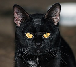 貓,黑,動物
