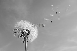 蒲公英,風(fēng),吹