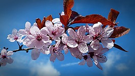 櫻桃,開花,櫻花