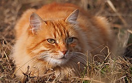 動物,貓,貓科動物